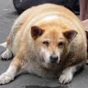 Meet your Posher, Laurel